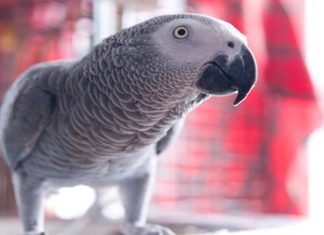 'Kuşların Einstein'ı' Murat Özdemir'in işkence ettiği papağan