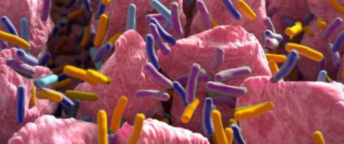 Sağlıklı Bağırsak Florası İçin Yapılması Gerekenler