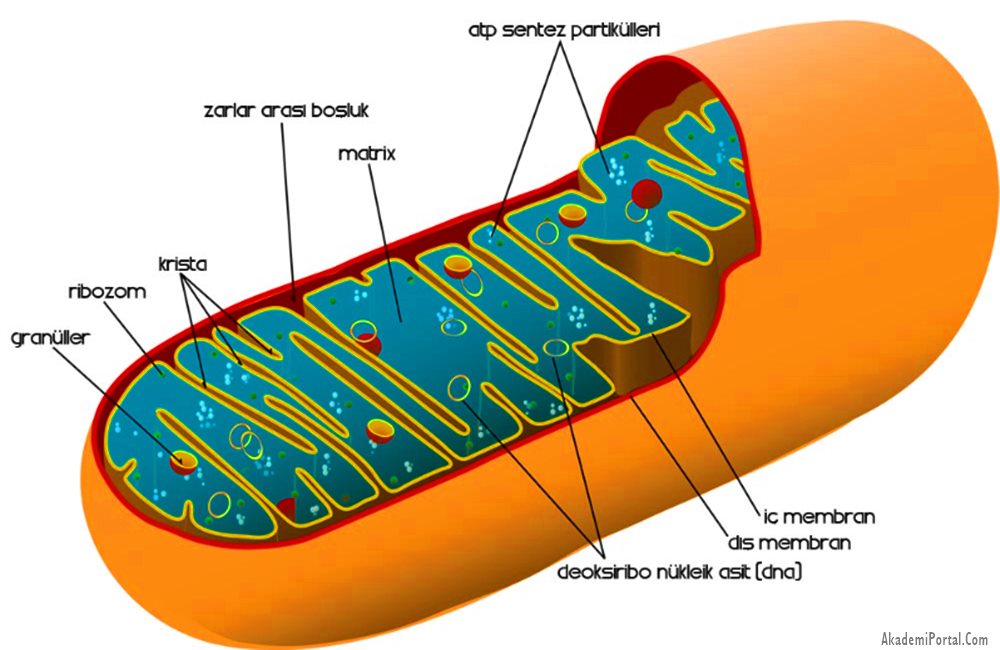 Mitokondri Yapısı Özellikleri ve Görevleri Nelerdir