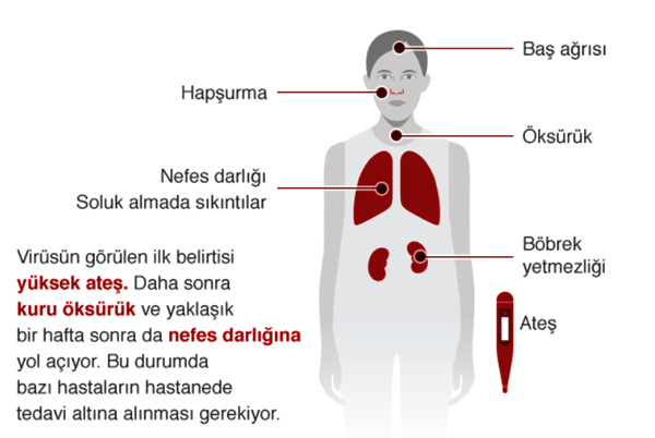 Koronavirüs: Koronavirüs rehberi Bilmeniz gerekenler sayfada