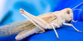 Bilim insanları çekirgeleri bomba uzmanına dönüştürdü