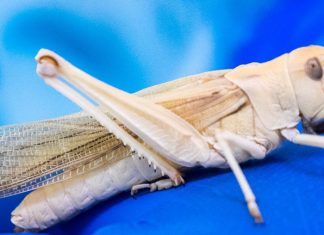 Bomba uzmanı çekirgeler Bilim insanları çekirgeleri bomba uzmanına dönüştürdü