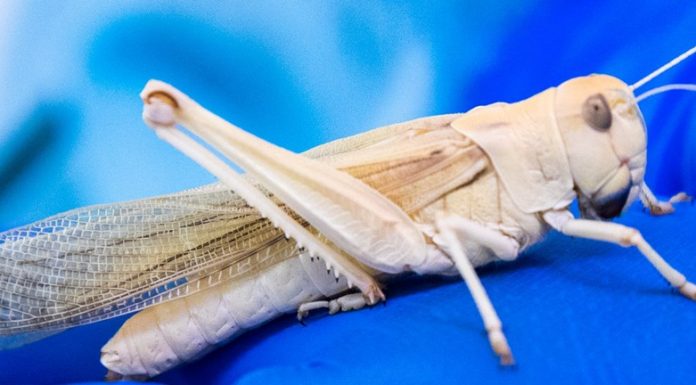 Bilim insanları çekirgeleri bomba uzmanına dönüştürdü