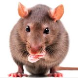 Dergi: Beğenmek ve istemek arasındaki fark