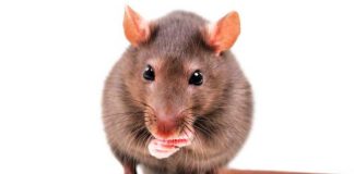 Dergi: Beğenmek ve istemek arasındaki fark