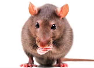 Dergi: Beğenmek ve istemek arasındaki fark