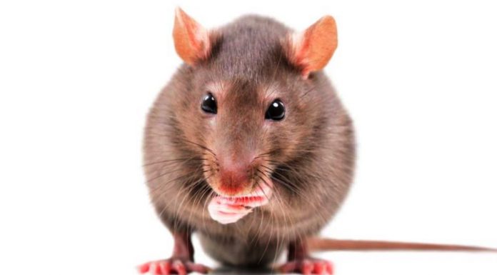 Dergi: Beğenmek ve istemek arasındaki fark