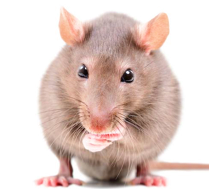 Dergi: Beğenmek ve istemek arasındaki fark