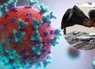 Koronavirüs hakkında dikkate almamanız gereken hurafeler