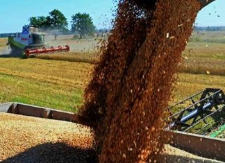 Rosselhoznadzor: Türkiye Rusya'dan tahıl alımında liderliğini koruyor