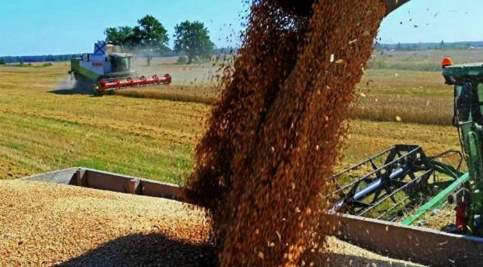 Rosselhoznadzor: Türkiye Rusya'dan tahıl alımında liderliğini koruyor