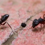 Sosyal Mesafeyi Koruma konusunda Karıncalar İnsanlardan daha iyi olabilir mi?