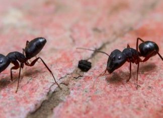 Sosyal Mesafeyi Koruma konusunda Karıncalar İnsanlardan daha iyi olabilir mi?