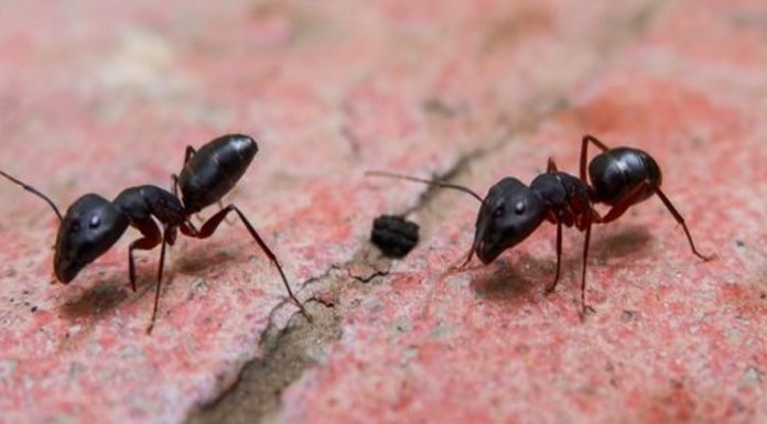 Sosyal Mesafeyi Koruma konusunda Karıncalar İnsanlardan daha iyi olabilir mi?