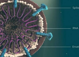 Koranavirüs'ün yeni varyantları hakkında neler biliniyor?