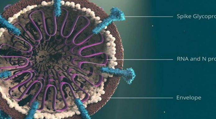 Koranavirüs'ün yeni varyantları hakkında neler biliniyor?