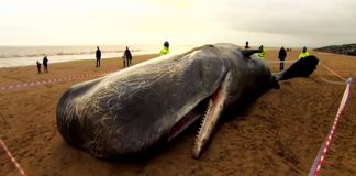 Seaspiracy: Netflix belgeseli yoğun bir tartışmayı ateşledi