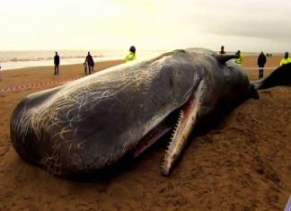 Seaspiracy: Netflix belgeseli yoğun bir tartışmayı ateşledi