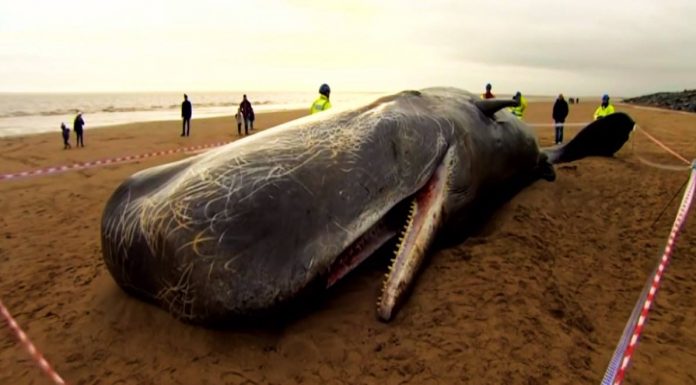 Seaspiracy: Netflix belgeseli yoğun bir tartışmayı ateşledi