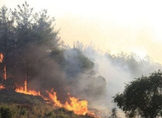 Yangınların nedeni ve yetkililerin yangına müdahalesindeki olası zaafiyetler ile ilgili çok sayıda iddia gündeme geldi. Peki bu iddialar hangileri? Yetkililerin yanıtı ne oldu?