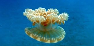 Denizanası istilası: Dokunan hastanelik oluyor