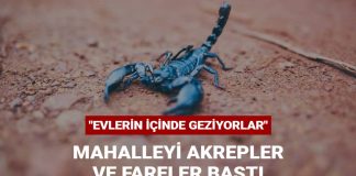 Sarıyer’de mahalleyi akrepler ve fareler bastı