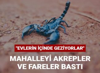 Sarıyer’de mahalleyi akrepler ve fareler bastı Sarıyer’de mahalleyi akrepler ve fareler bastı