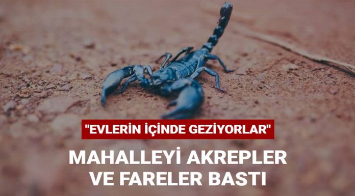Sarıyer’de mahalleyi akrepler ve fareler bastı Sarıyer’de mahalleyi akrepler ve fareler bastı