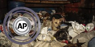 Dozens of terrified dogs rescued from dog meat trader in Indonesia