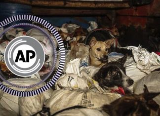 Dozens of terrified dogs rescued from dog meat trader in Indonesia