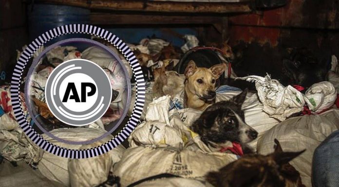 Dozens of terrified dogs rescued from dog meat trader in Indonesia Dozens of terrified dogs rescued from dog meat trader in Indonesia