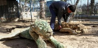 Starved to death and left to MUMMIFY in the world’s worst zoo