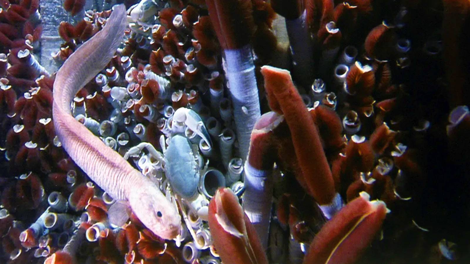 Derin okyanus hakkındaki anlayışımız, uzayın gizemlerini çözmeye yardımcı olabilir mi?