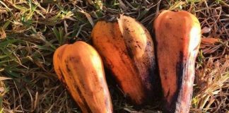 100 milyondan fazla kişiyi doyurabilecek 'hayat kurtarıcı' süper gıda