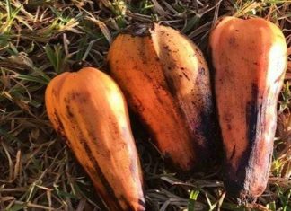 100 milyondan fazla kişiyi doyurabilecek 'hayat kurtarıcı' süper gıda