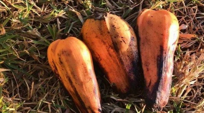 100 milyondan fazla kişiyi doyurabilecek 'hayat kurtarıcı' süper gıda