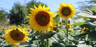 Ayçiçek yağı fiyatları neden artıyor, sıra ekmek fiyatlarında mı?