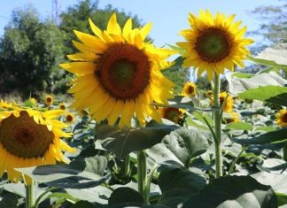 Ayçiçek yağı fiyatları neden artıyor, sıra ekmek fiyatlarında mı?