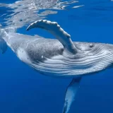 Balinalar Dünya’yı Soğutma Konusunda Son Derece Yetenekliler Balinalar Dünya'yı Soğutma Konusunda Son Derece Yetenekliler