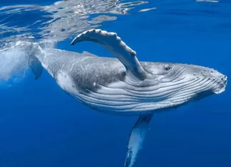 Balinalar Dünya'yı Soğutma Konusunda Son Derece Yetenekliler