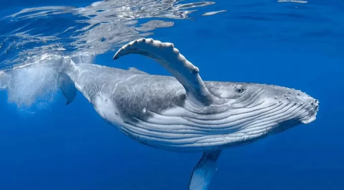 Balinalar Dünya'yı Soğutma Konusunda Son Derece Yetenekliler