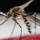 Sivrisineklerin Bazı İnsanları Neden Daha Çok Isırdıkları Araştırıldı (Bilimsel)