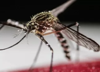 Sivrisineklerin Bazı İnsanları Neden Daha Çok Isırdıkları Araştırıldı (Bilimsel)