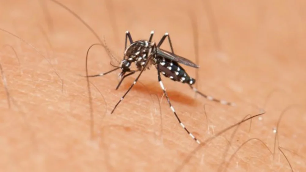 Sivrisineklerin Bazı İnsanları Neden Daha Çok Isırdıkları Araştırıldı (Bilimsel)