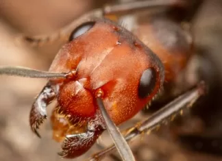 Kanser: Karıncalar insanlarda kanser teşhisinde kullanılabilir mi?