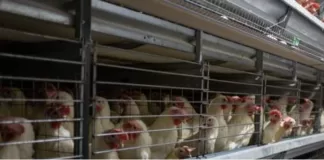 Afyonkarahisar ve Denizli'de kuş gribi nedeniyle 6,5 milyon kanatlı hayvan itlaf edildi