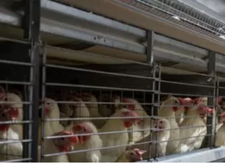 Afyonkarahisar ve Denizli'de kuş gribi nedeniyle 6,5 milyon kanatlı hayvan itlaf edildi