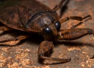 Türkiye’de Yeni Panik: Ayak Parmağı Yiyen Böcek Paniği Türkiye'de Yeni Panik: Ayak Parmağı Yiyen Böcek Paniği